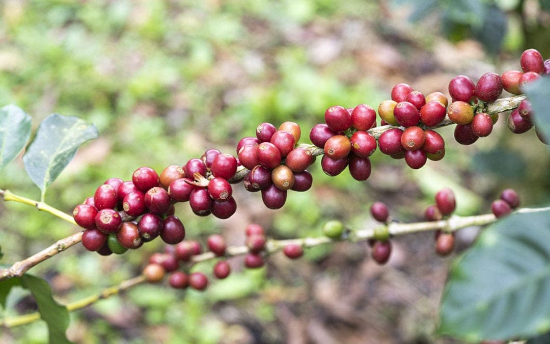 Image of Ethiopia Kochere 2016