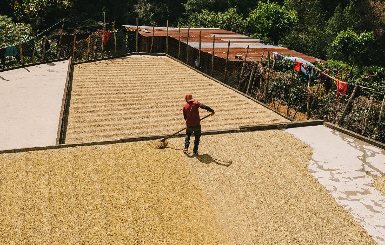 Image of Guatemala Finca Bella Vista