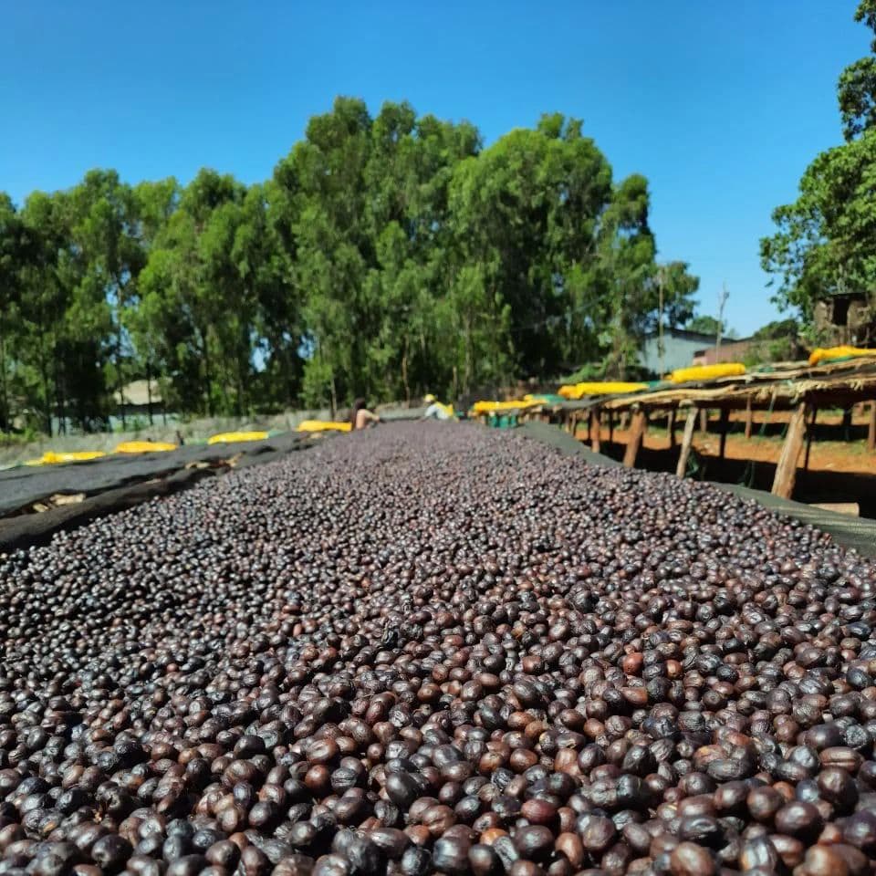Image of Uraga - Anaerobic Natural - Ethiopia - Espresso - 2024