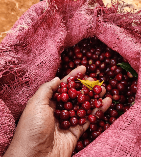 Image of Ethiopia - Kelloo Gedeb Lalesa - Washed