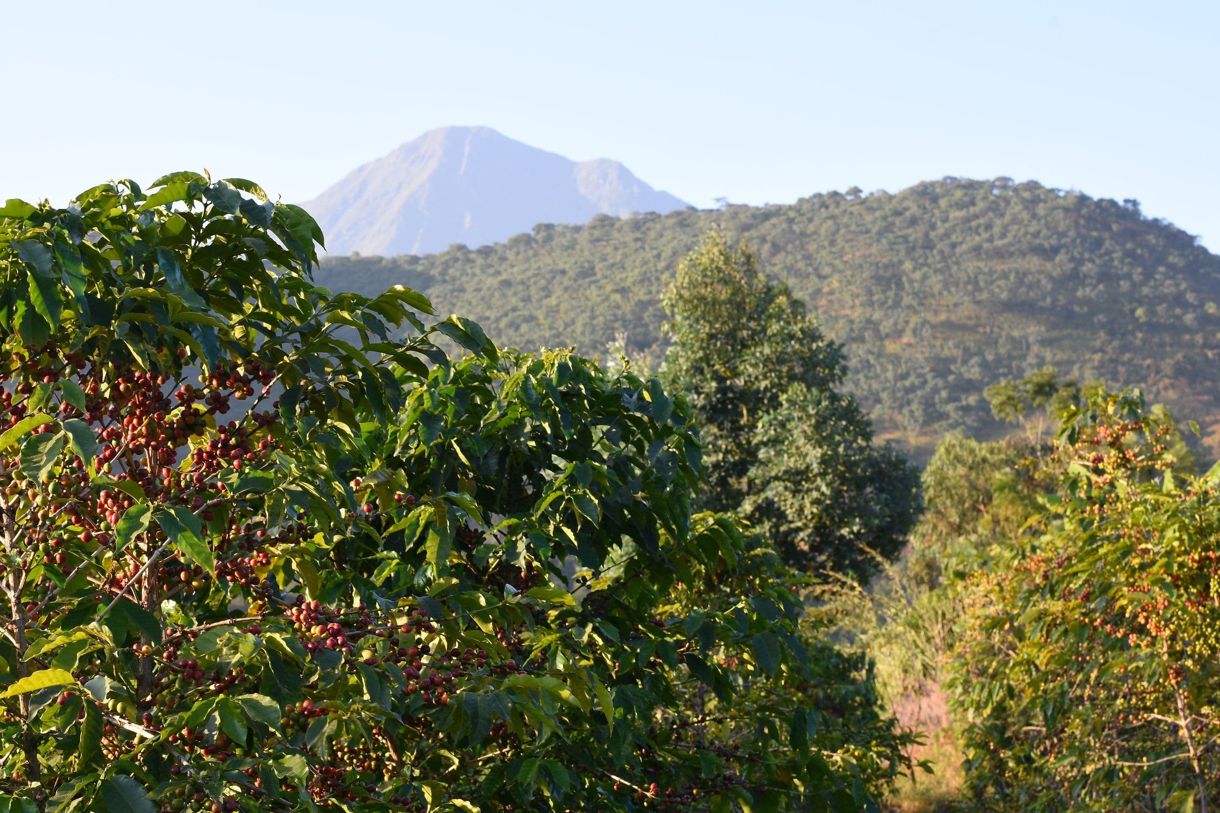 Image of Tanzania Mwalyego AMCOS Washed Peaberry
