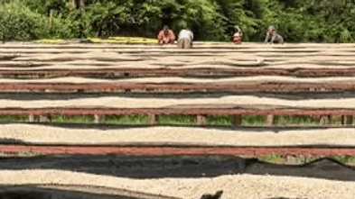 Image of Ndaroini AA