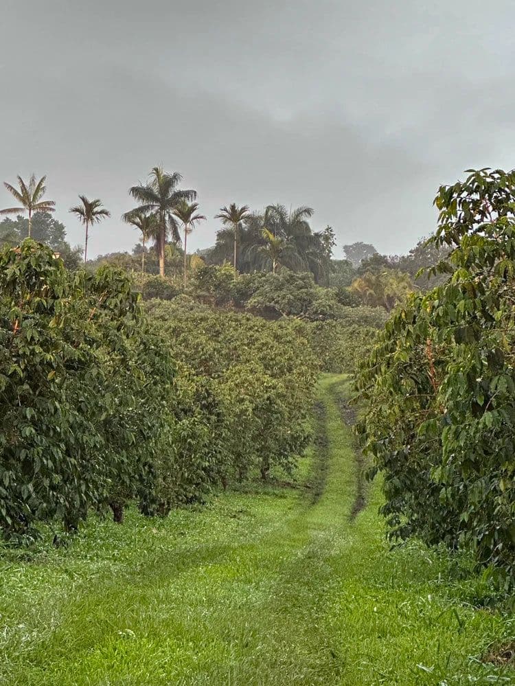 Image of Kona Typica Anaerobic Washed - Darnall Estate