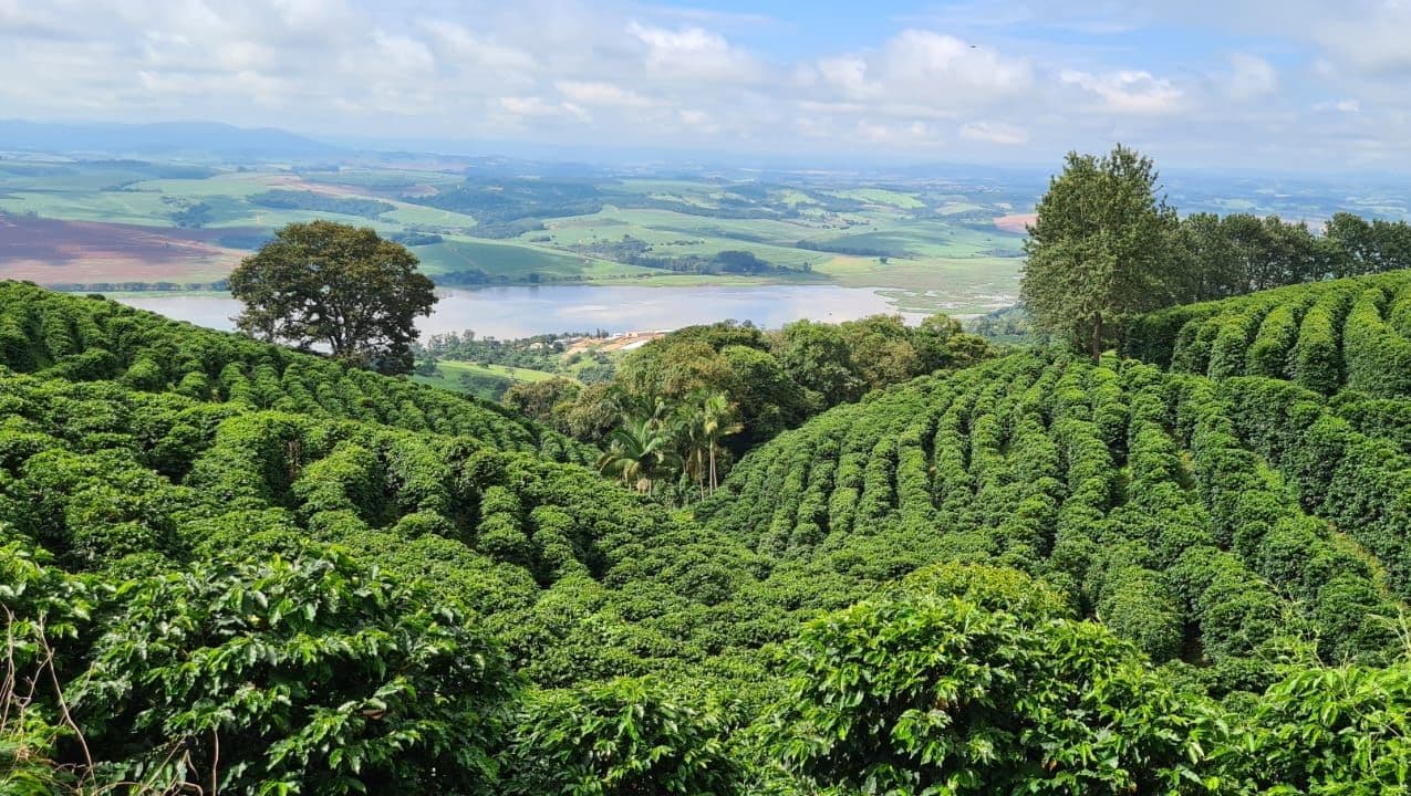Image of Brazil Donas do Cafe