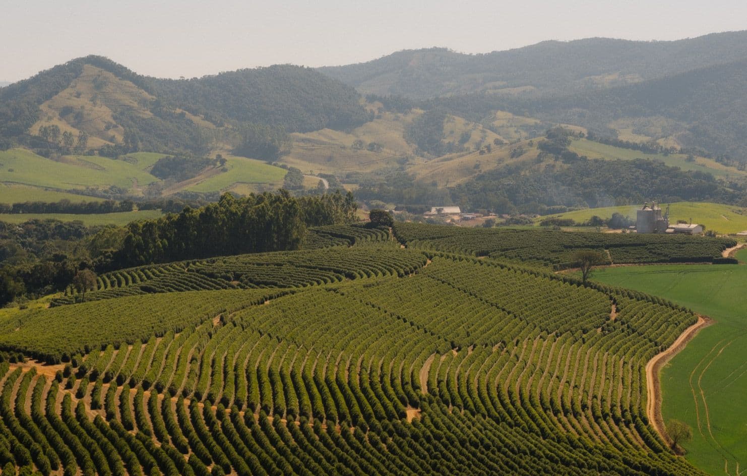 Image of Decaf Fazenda IP