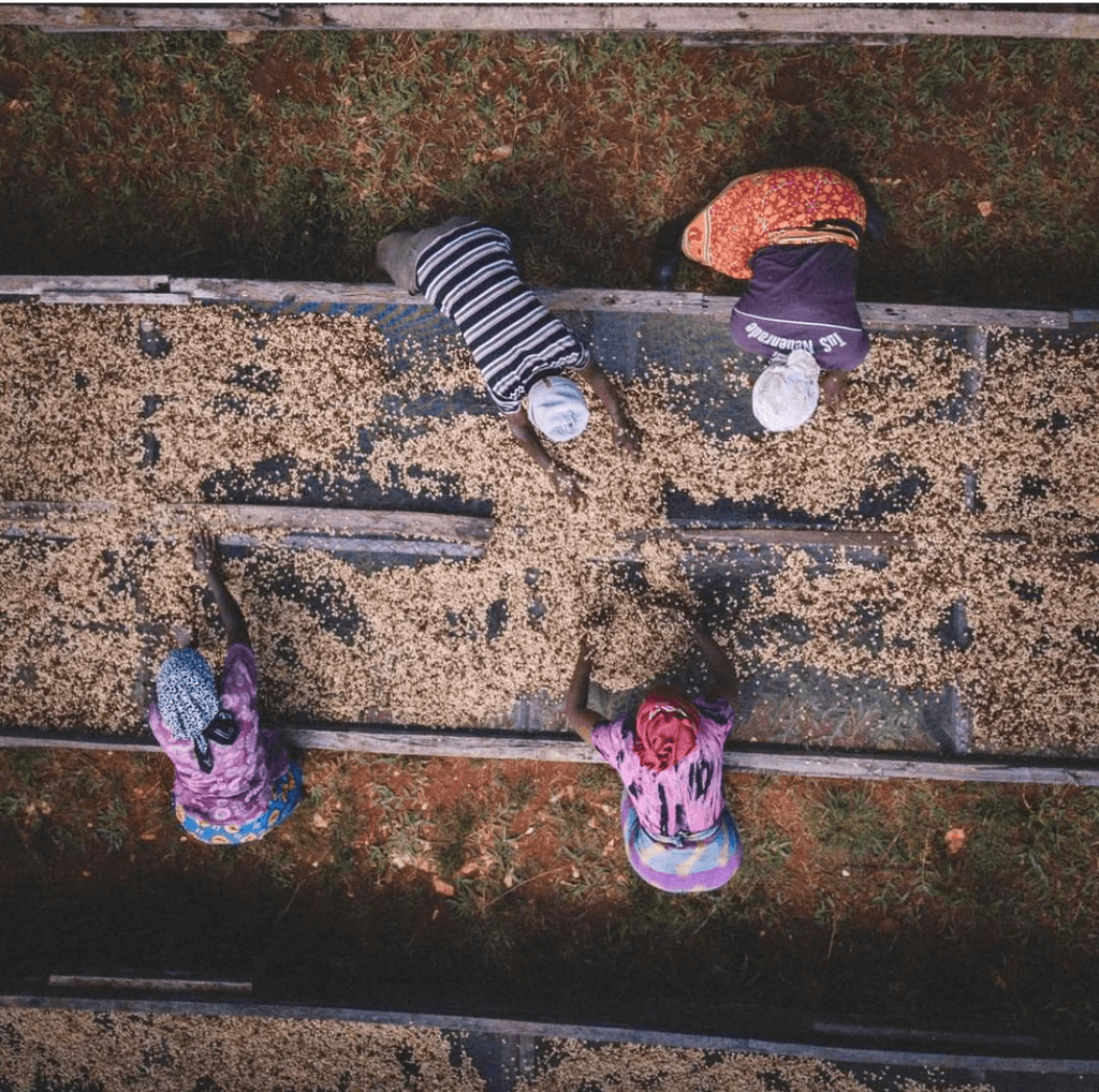 Image of Chelbesa Dry Fermentation Washed - Gedeb