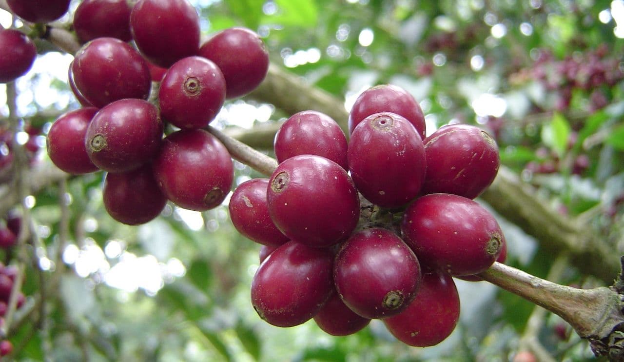 Image of Java Sunda Naringgul - Cold Brew