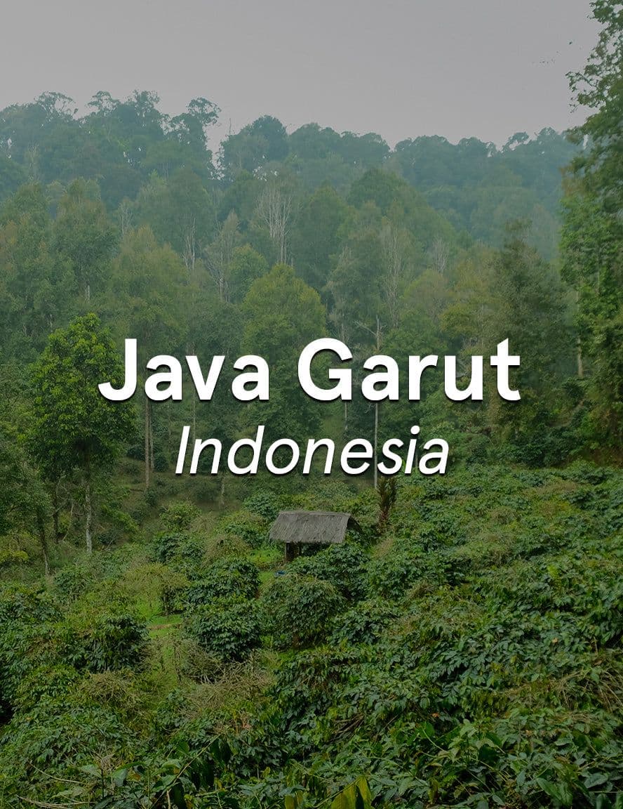 Image of Indonesia Java Garut Washed