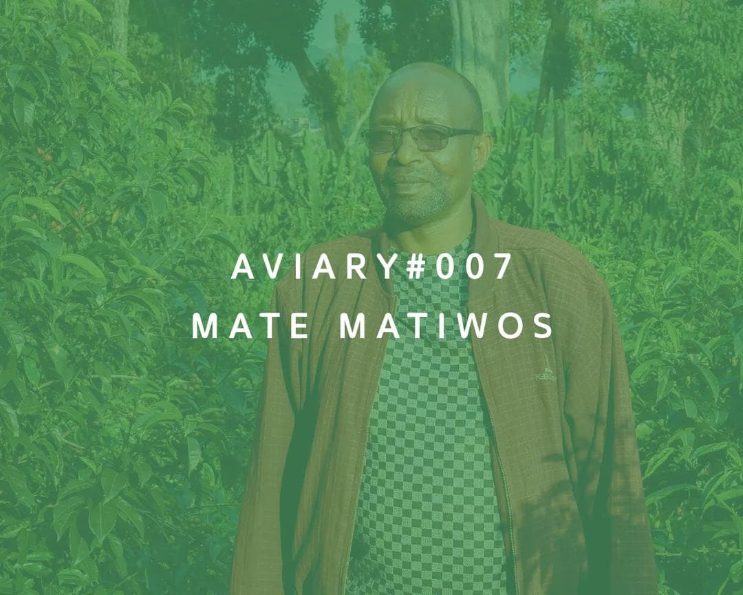 Image of 007 - Mate Matiwos