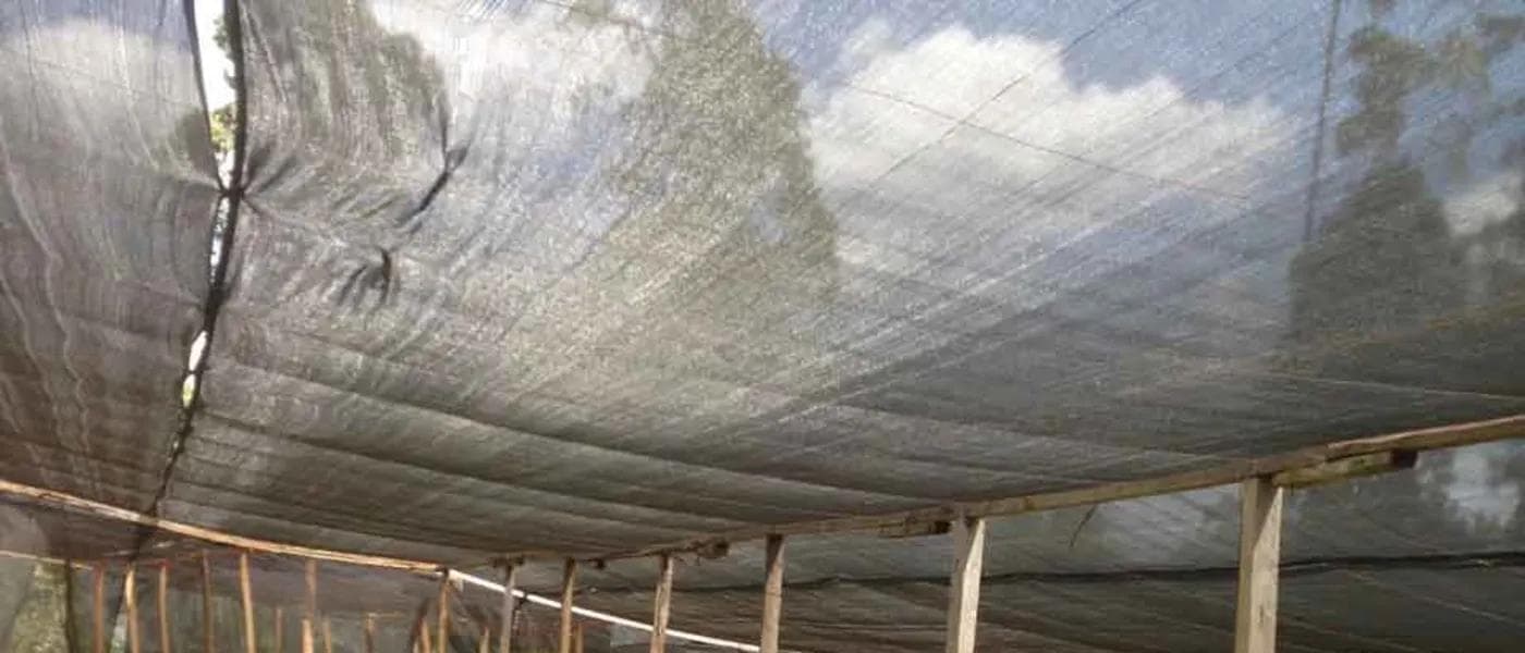 Image of Kenya Giakanja