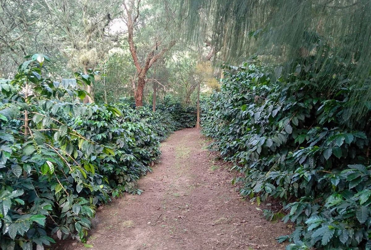 Image of Ecuador Terrazas Del Pisque  Java