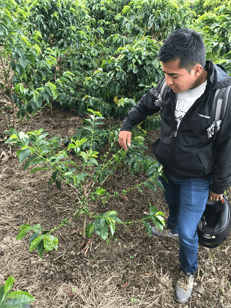 Image of Finca La Indonesia Washed Pink Bourbon