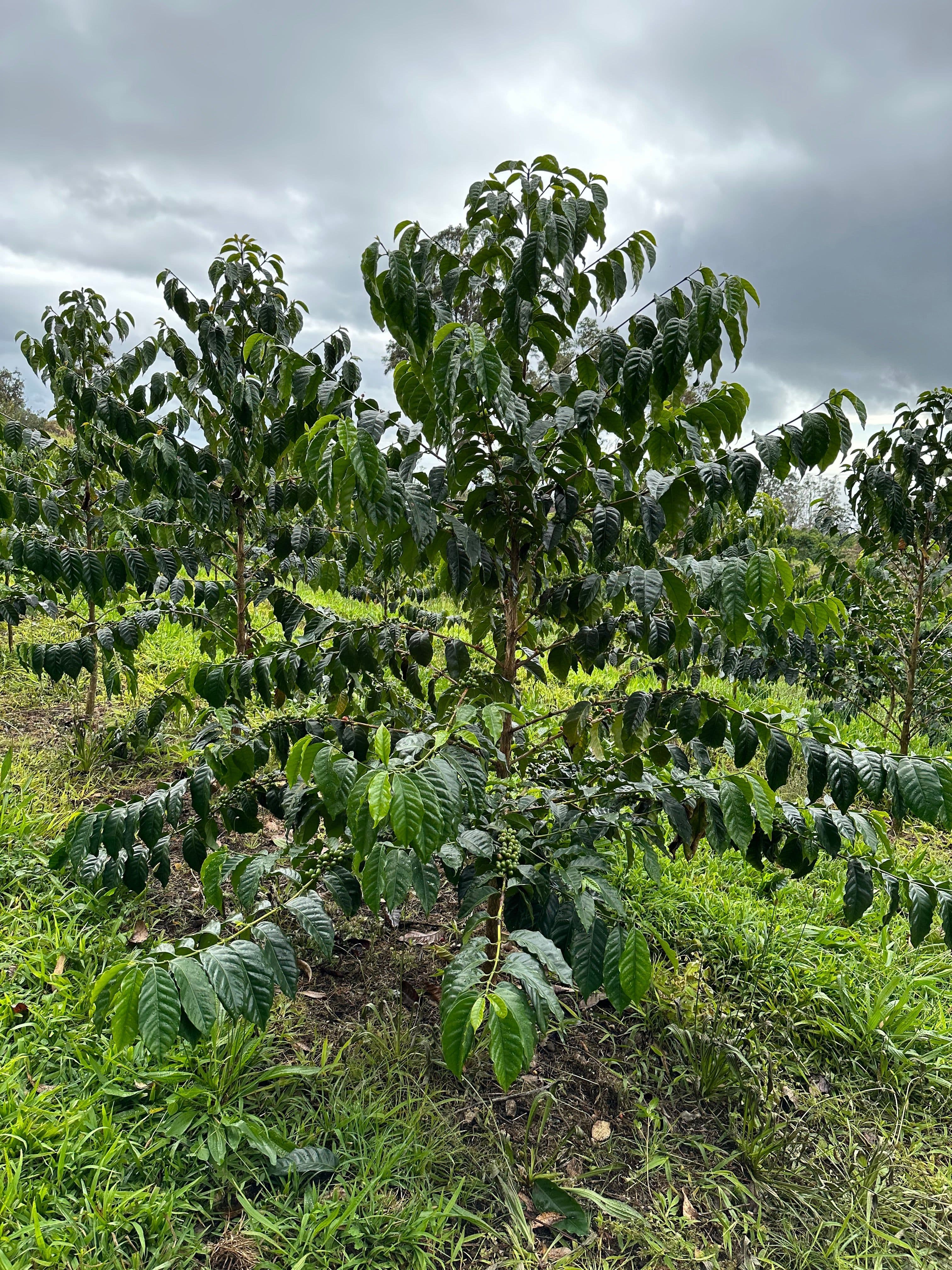 Image of Kona S12 Kaffa Washed Light Roast