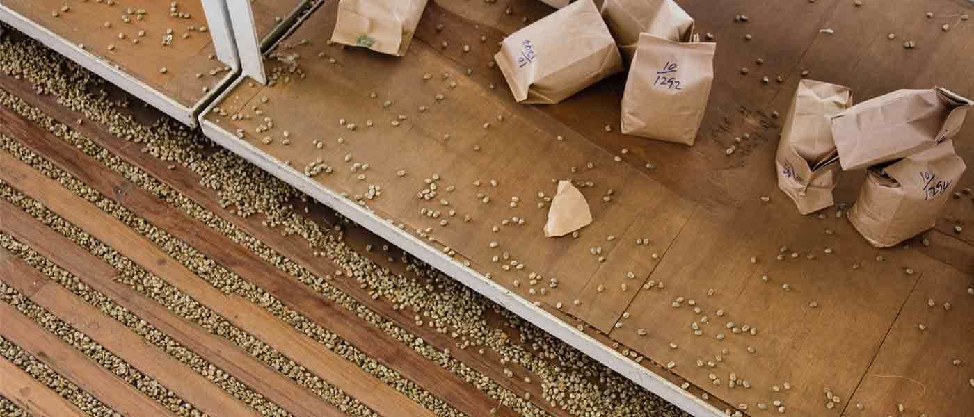 Image of Kenya Kiamabara 2014 Harvest