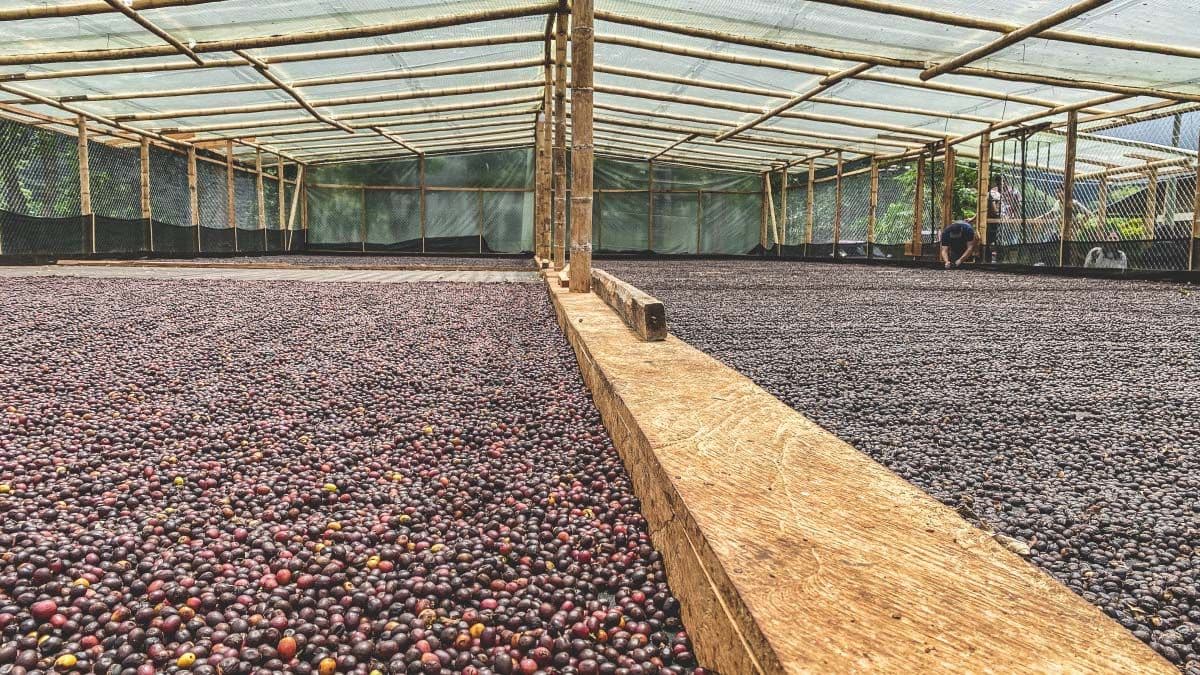 Image of Colombia Huila Finca El Corozal