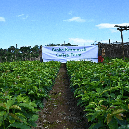 Image of Ethiopia Benchmaji Gesha