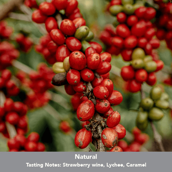 Image of China Ou Yang