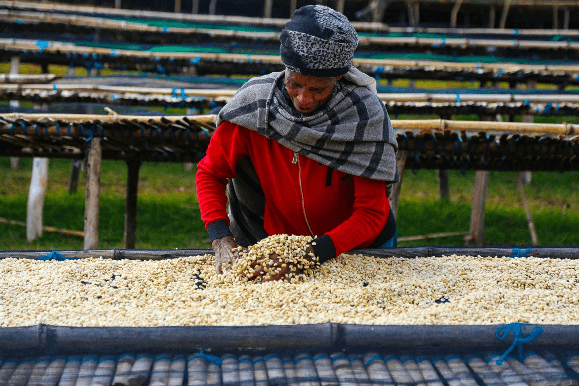 Image of Ethiopia Hamasho Peaberry