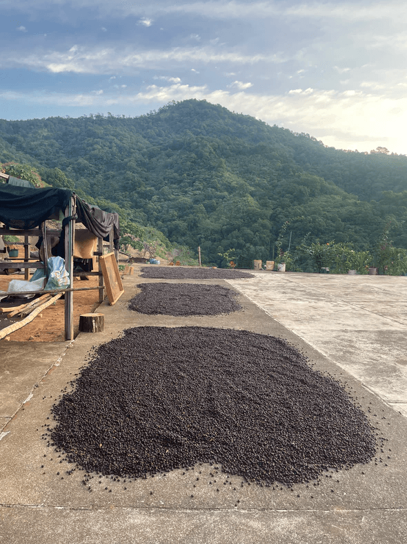 Image of Finca Mendoza - Guerrero - Natural