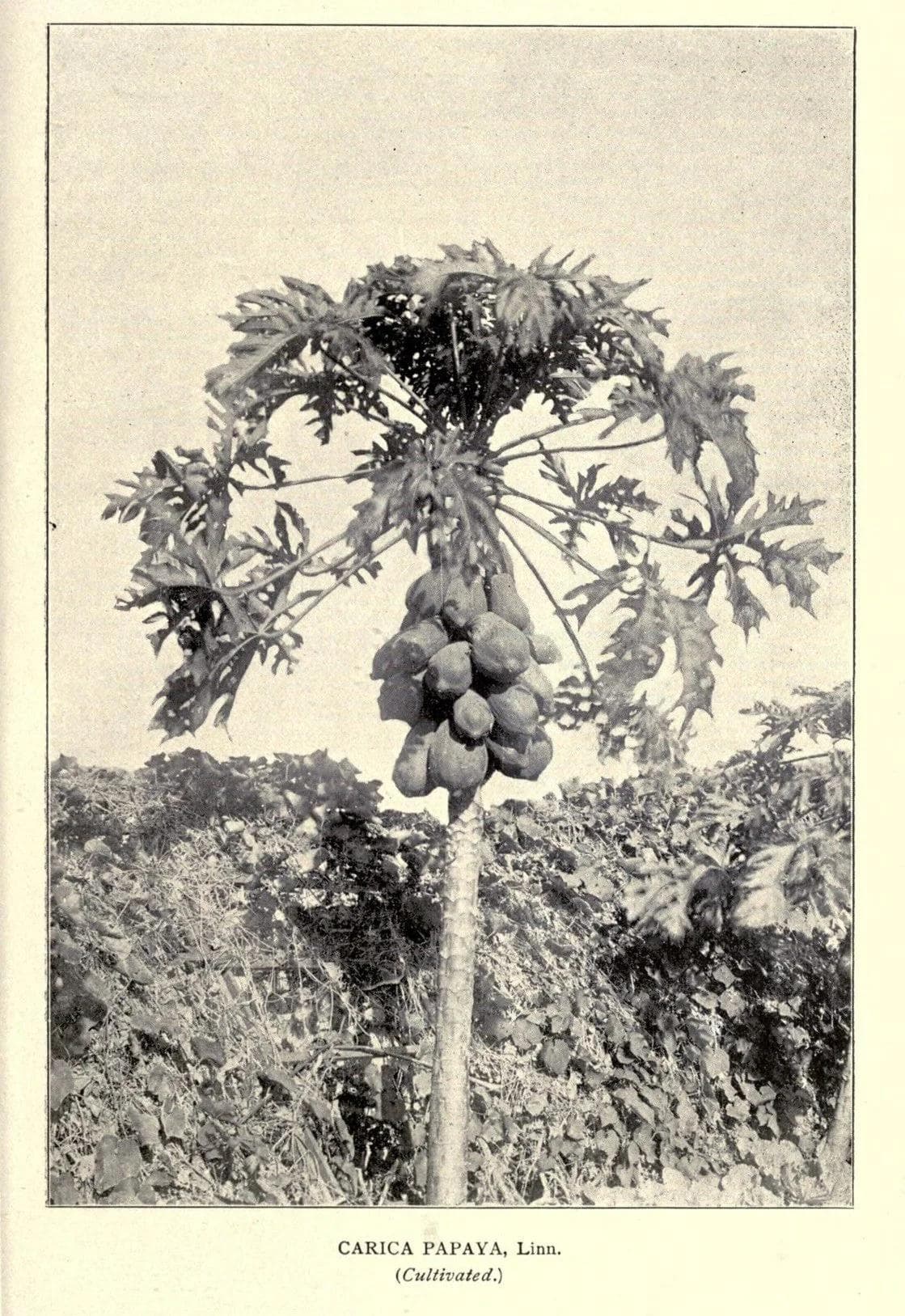 Image of Kenya Mahiga Double Ferment