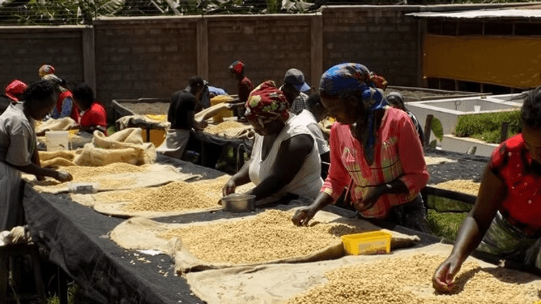 Image of Kenya Mama Simba AB