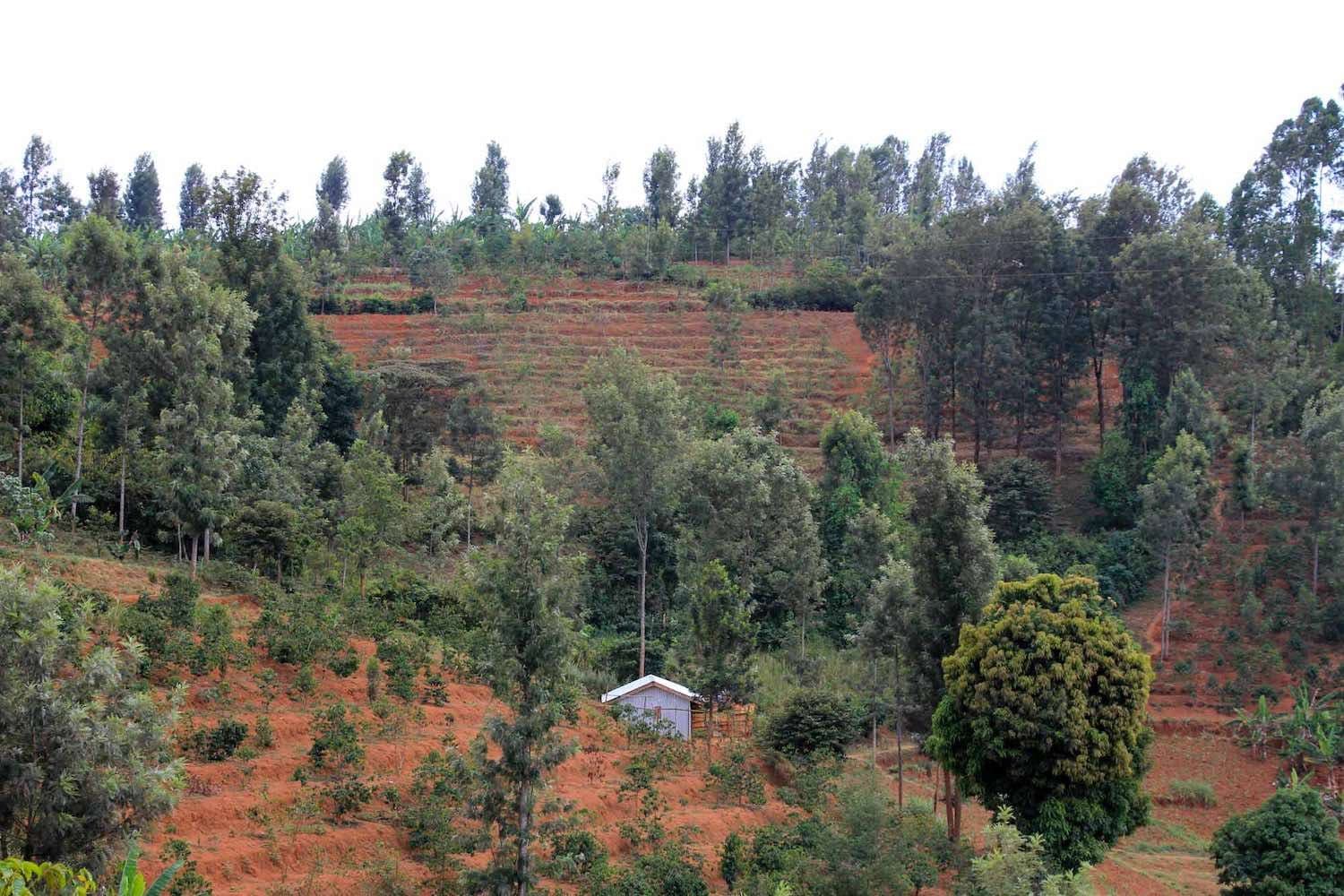 Image of Kenya Muthingini Pb