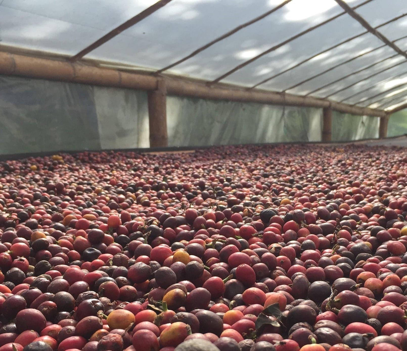 Image of Colombia La Esmeralda Tabi Anaerobic Natural