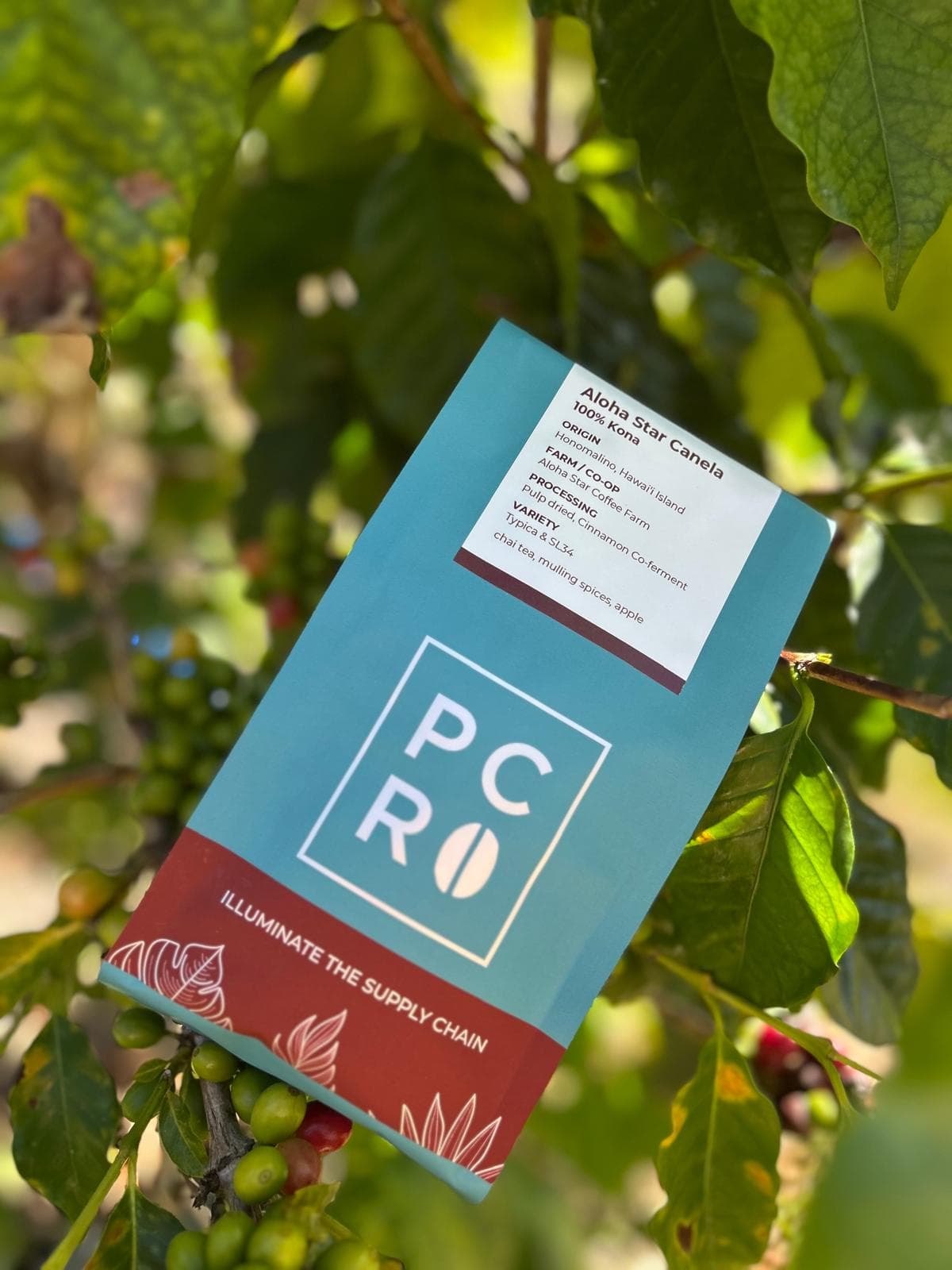 Image of Aloha Star Kona Canela