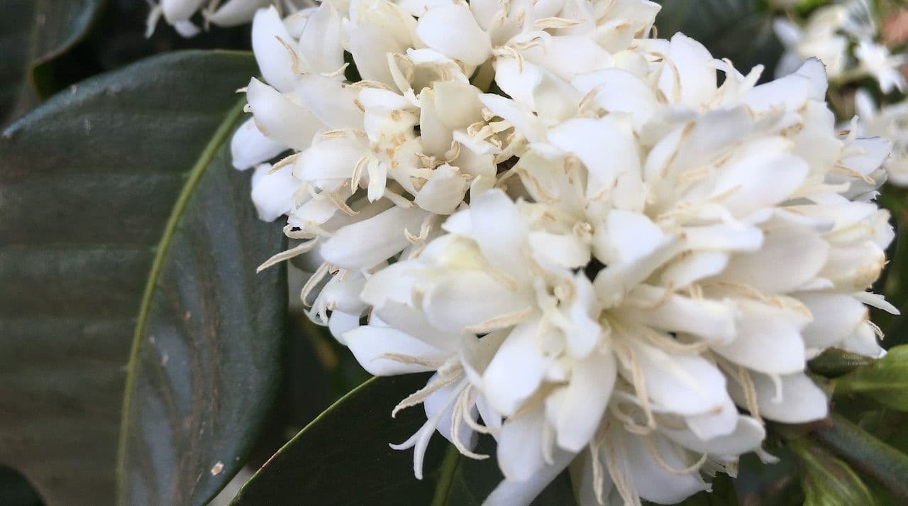 Image of Guatemala Sandy Fabiola de Leon Cold Brew