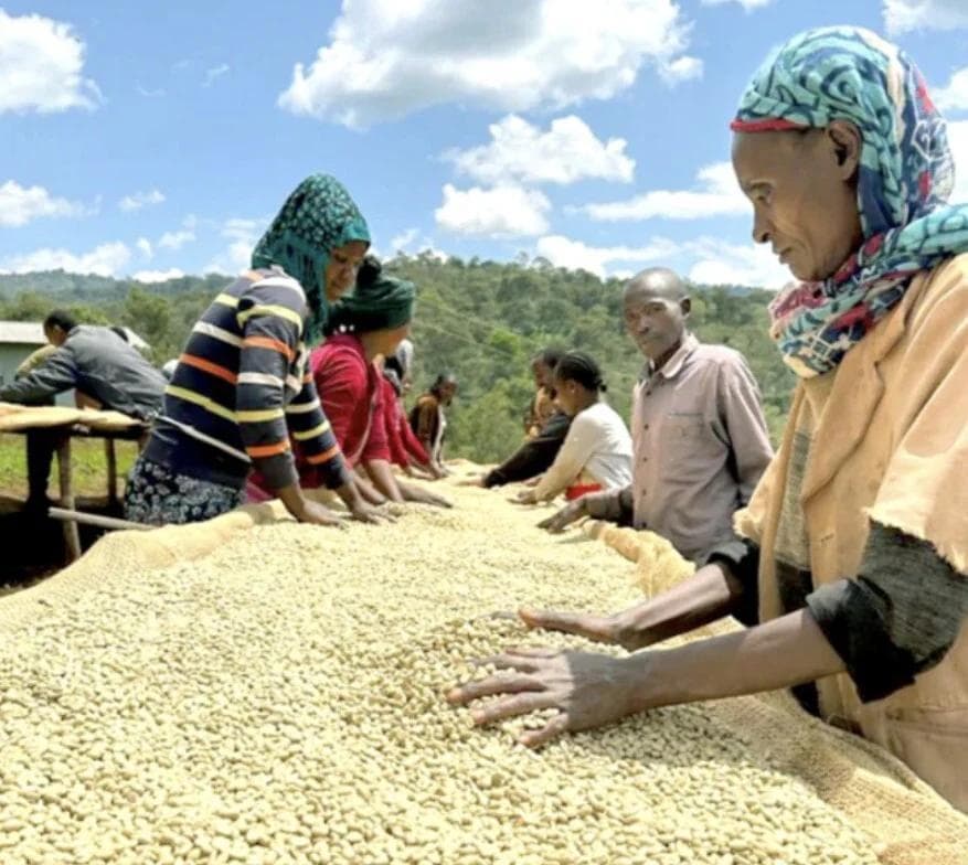 Image of Ethiopia Yirgacheffe Idido Yismashewa Anaerobic Natural