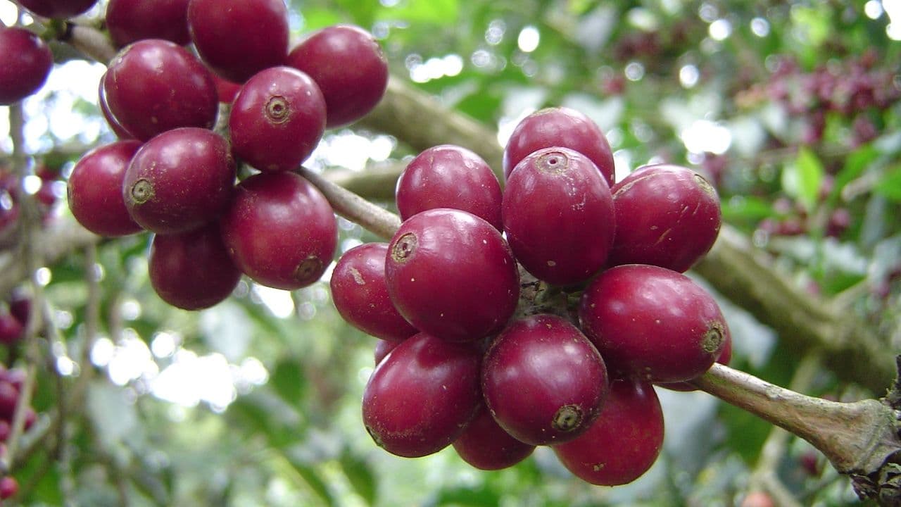 Image of Colombia Jorge Rojas El Jardin - Cold Brew