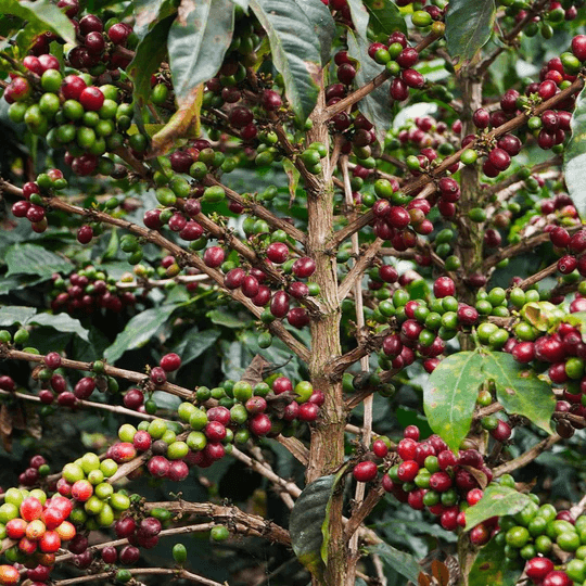 Image of Colombia Finca Jardines del Eden Peach
