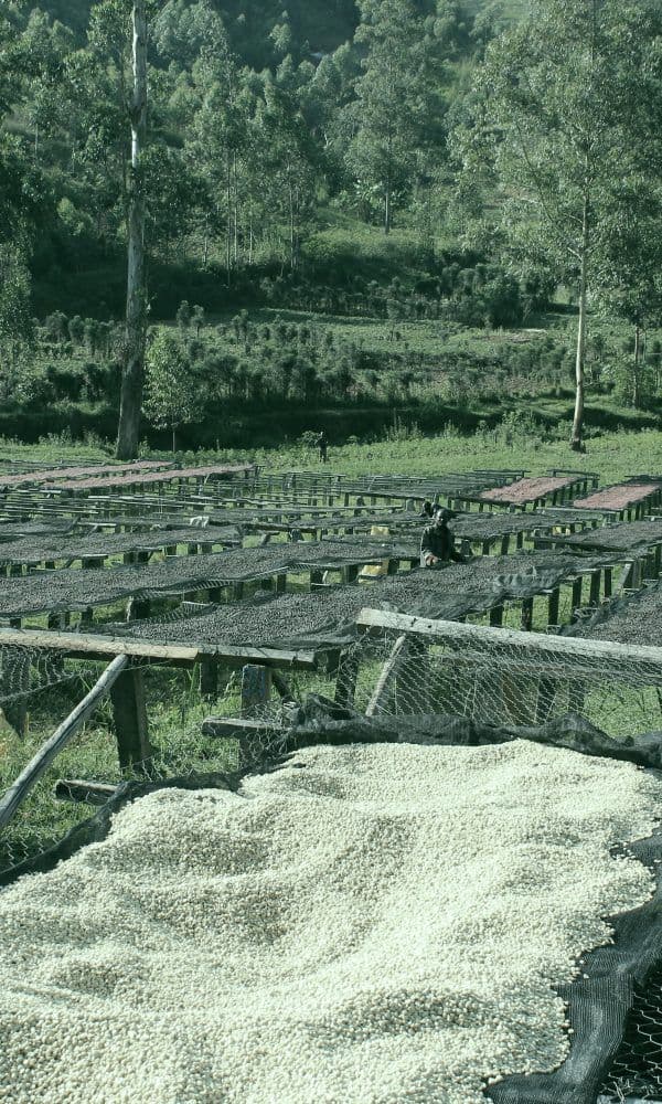 Image of Masha Burundi