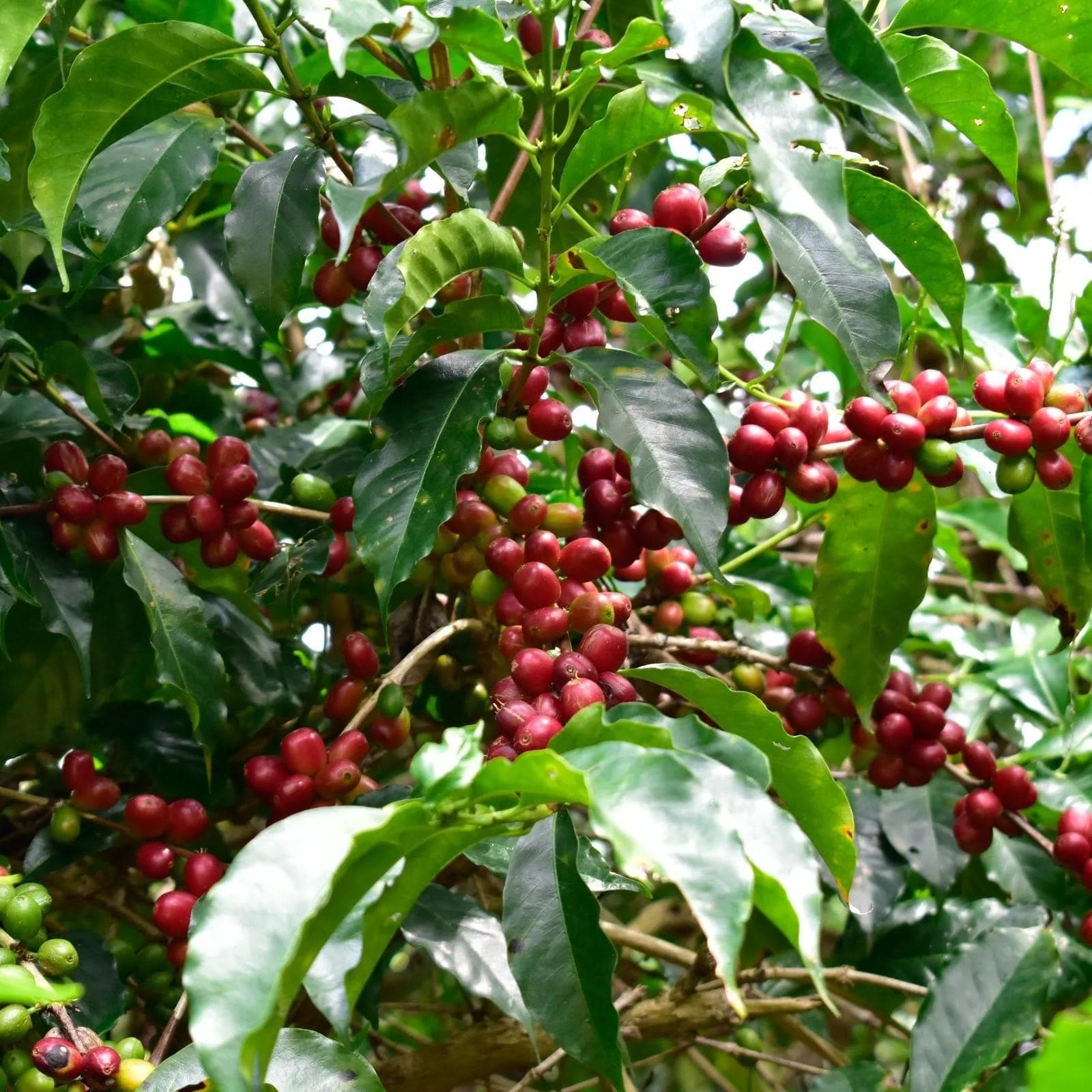 Image of Uraga - Oro Yeast Natural - Ethiopia - 2024