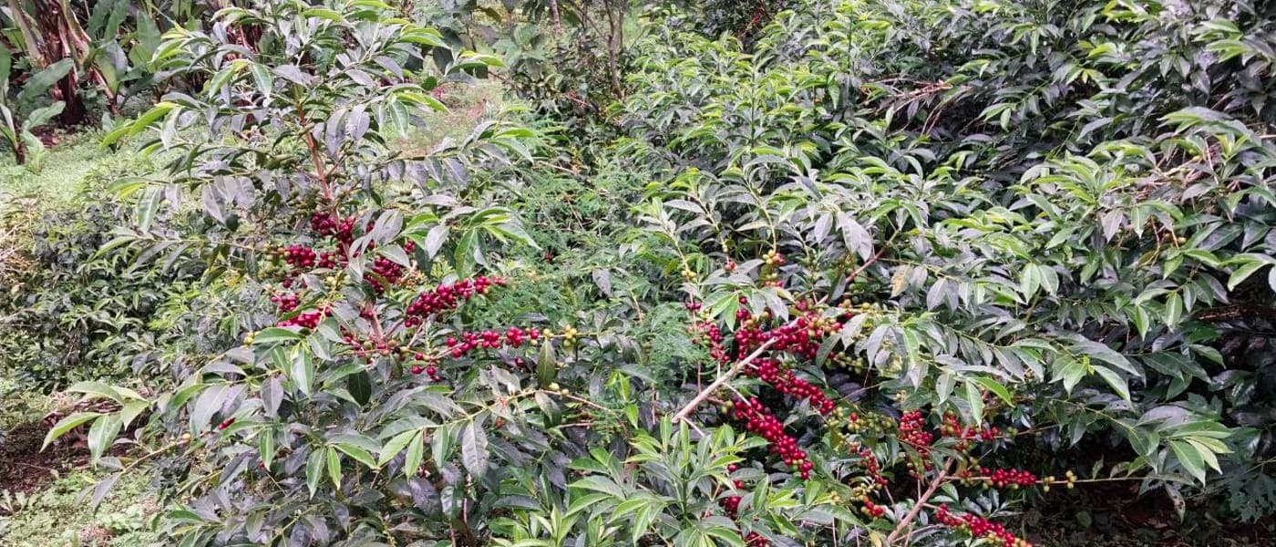 Image of Ethiopia Bekele Gemeda