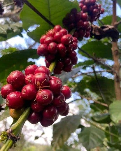 Image of India Kerehaklu Estate S9 Lime Cultured Washed