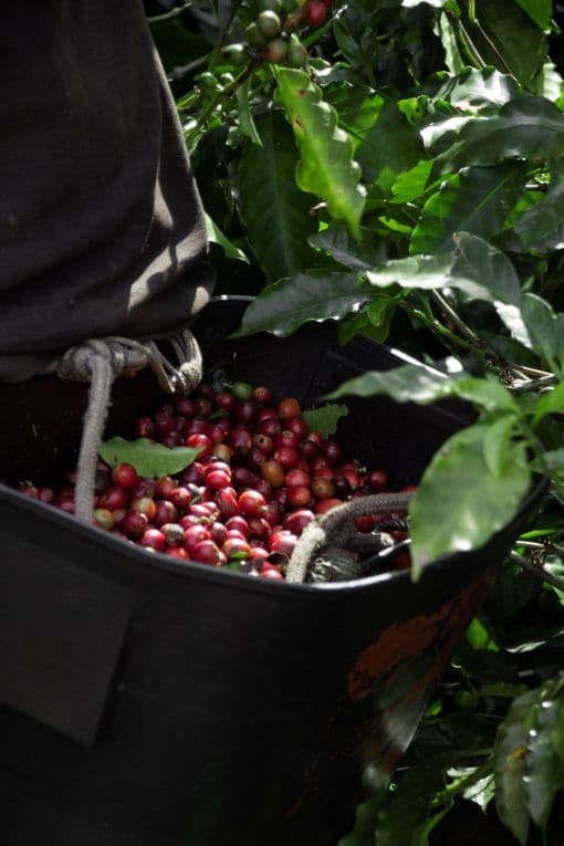 Image of Colombia El Indio