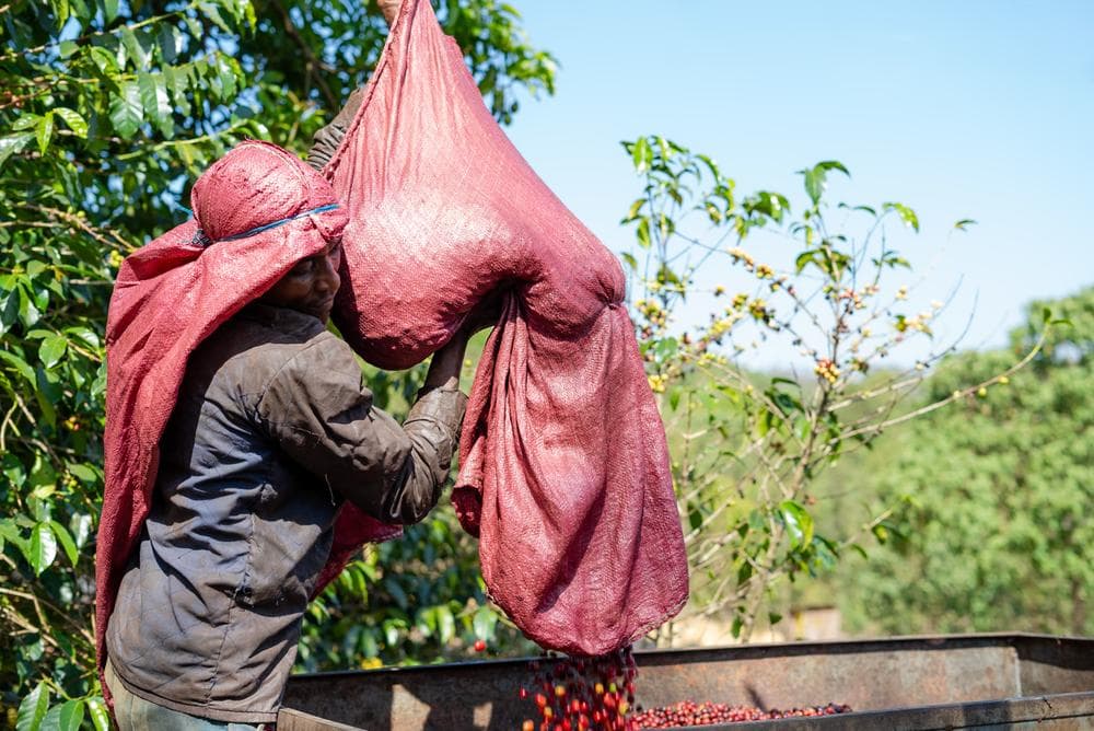 Image of Ethiopia - Gedeb - Anaerobic Natural