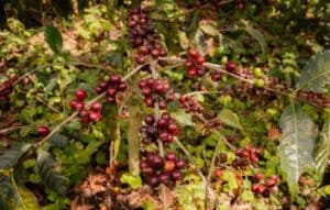 Image of El Salvador La Bendicion