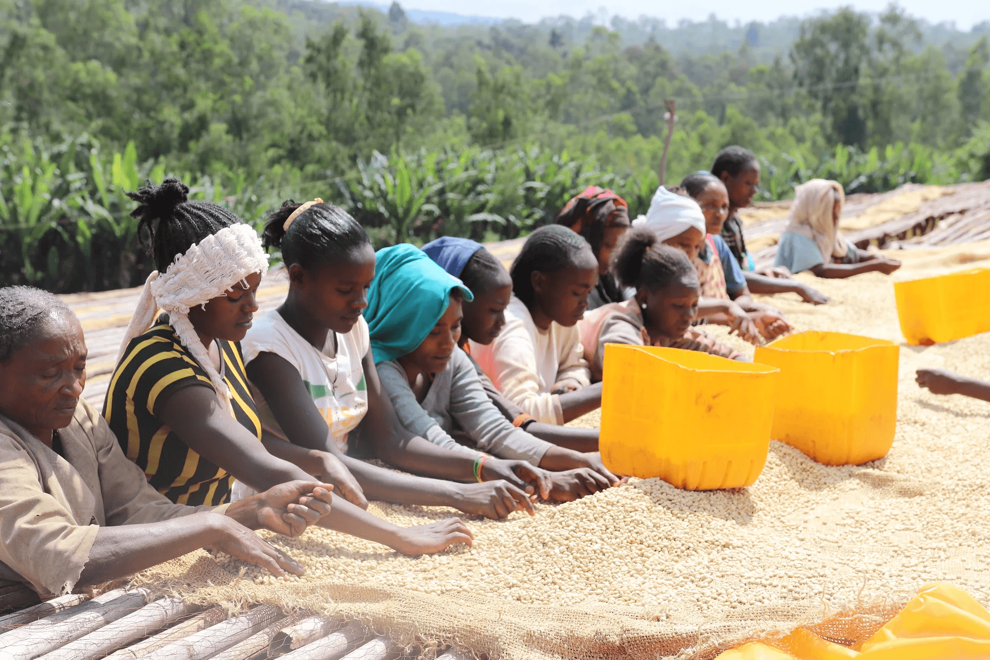 Image of Ethiopia Duwancho Natural