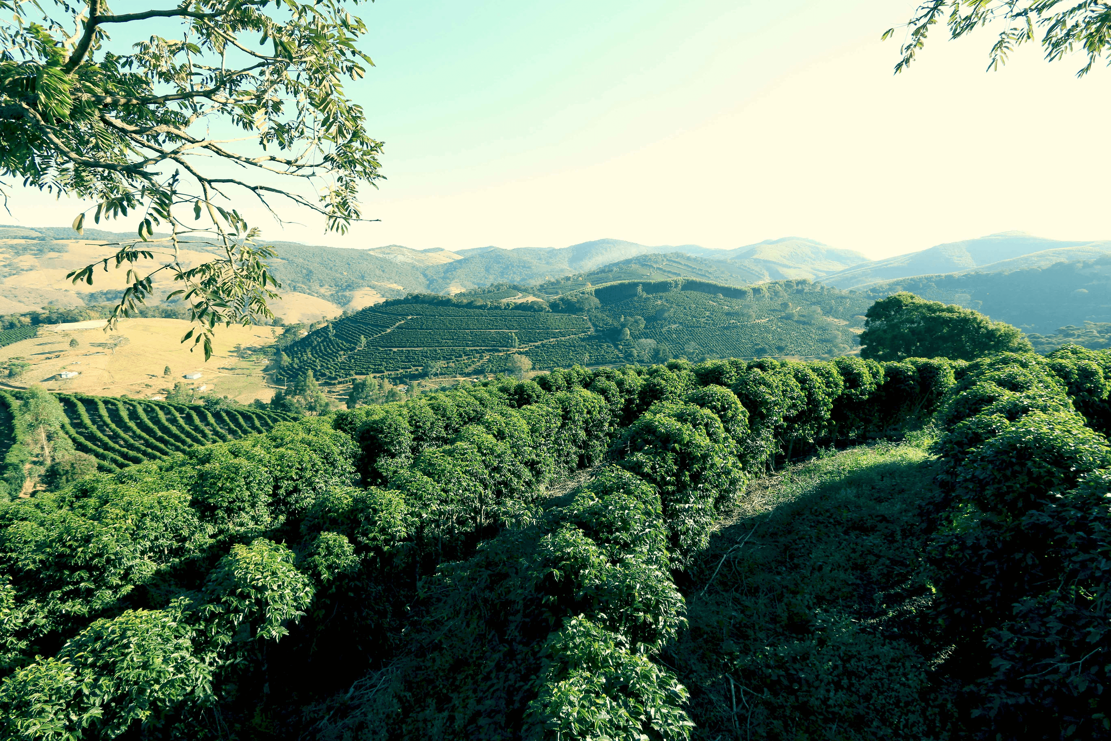 Image of Brazil - Fazenda Santa Ines