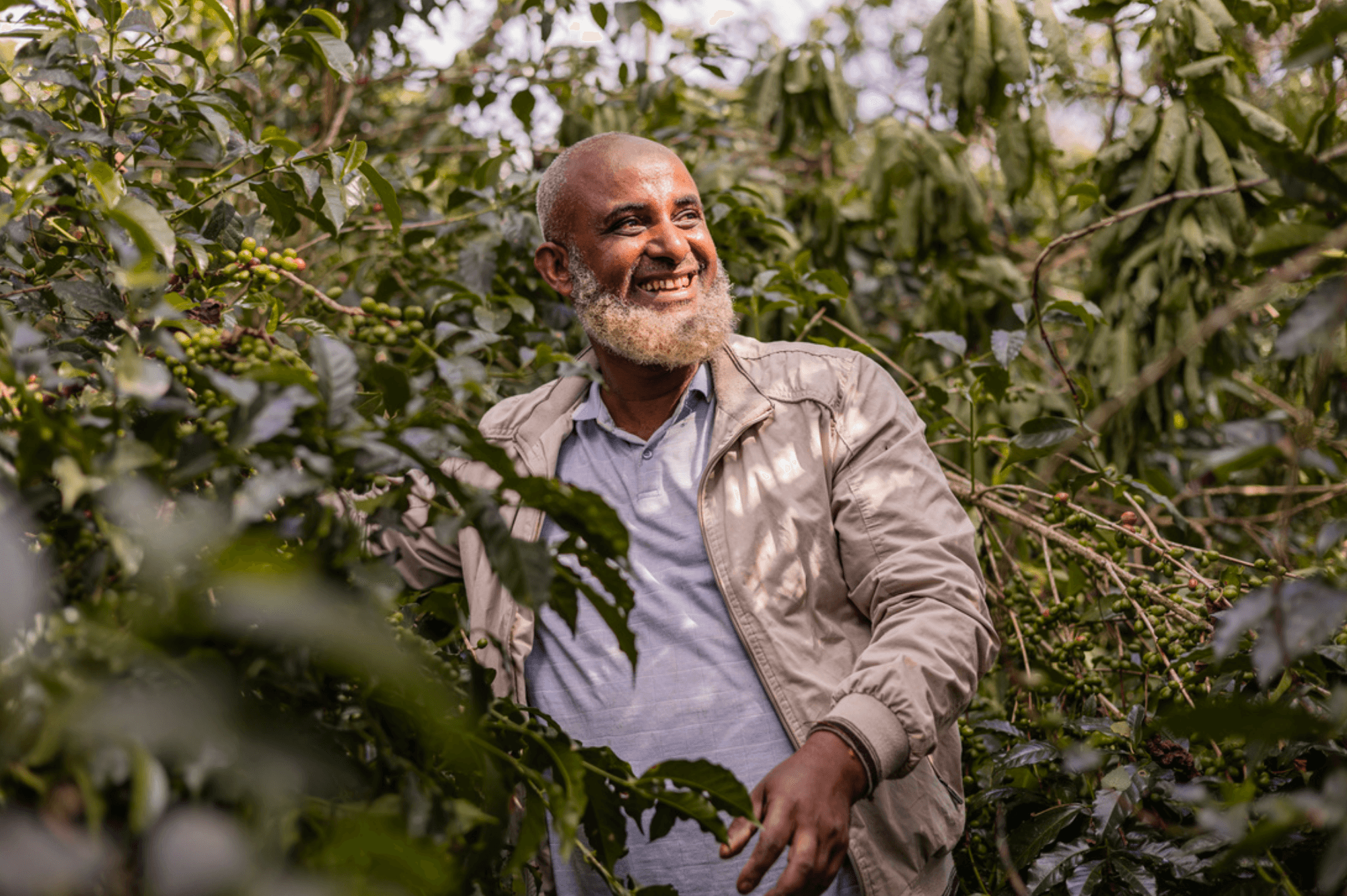 Image of Ethiopia Mensur Abahika (Espresso Roast)