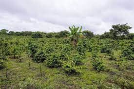 Image of Peru Cafe Del Futuro