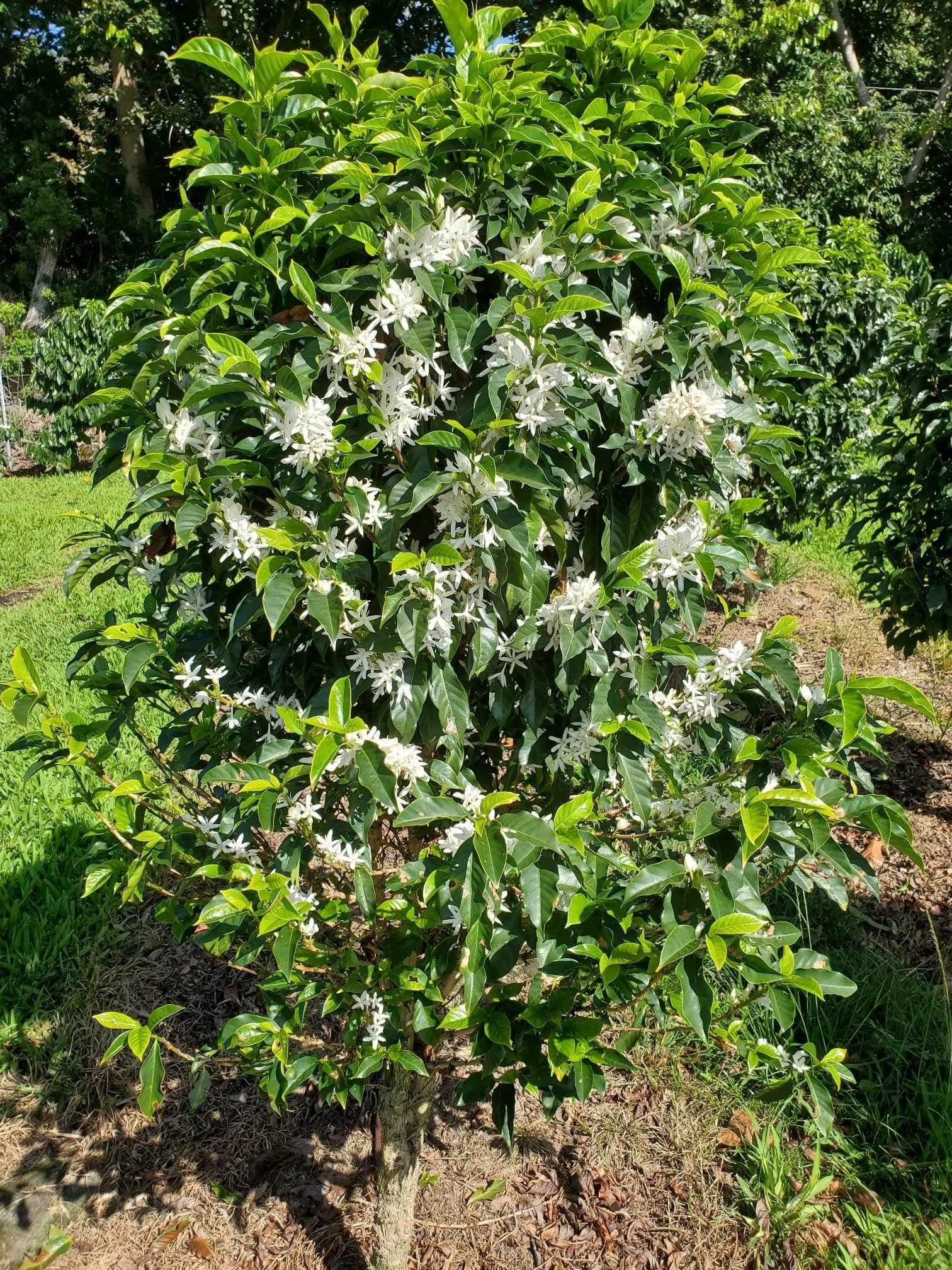 Image of Kona Laurina Champagne Natural - Light Roast - Roast Day April 9th