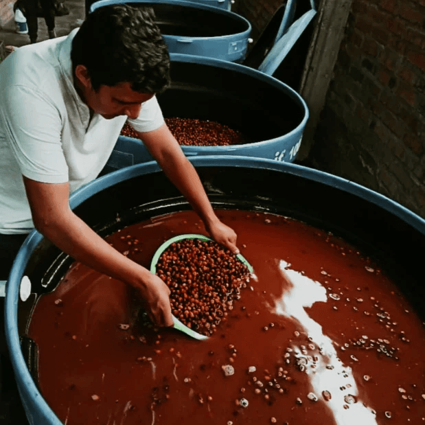 Image of Finca El Diviso Sidra Natural Anaerobic 180H - Huila