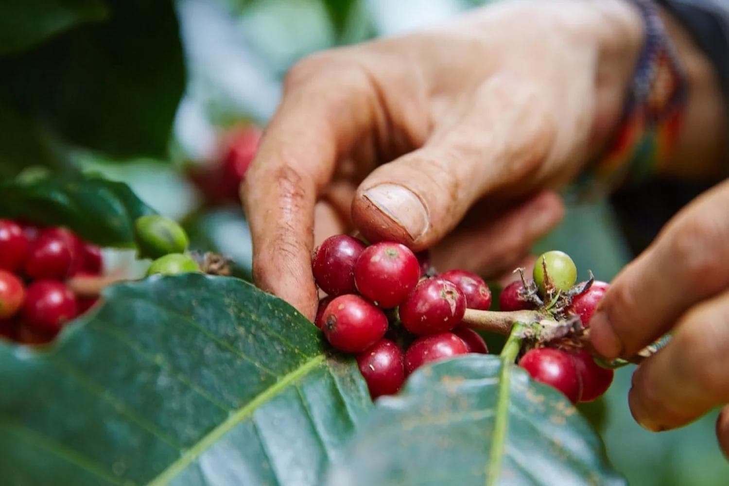 Image of Colombia - Sierra Nevada - Soul Seed