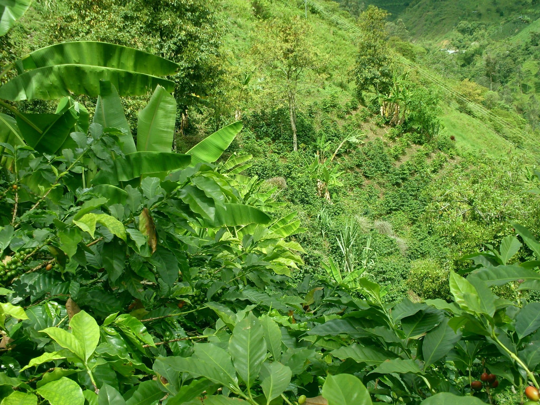 Image of Ecuador Damasio Jimenez Jimenez