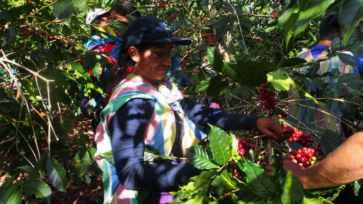 Image of Piura Rosarios Altos