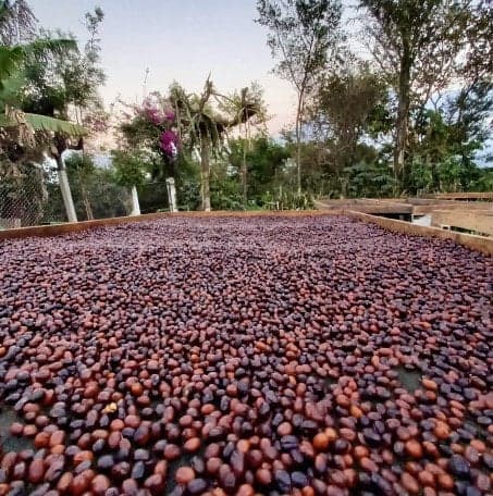 Image of Guatemala Finca la Senda Hydro Natural