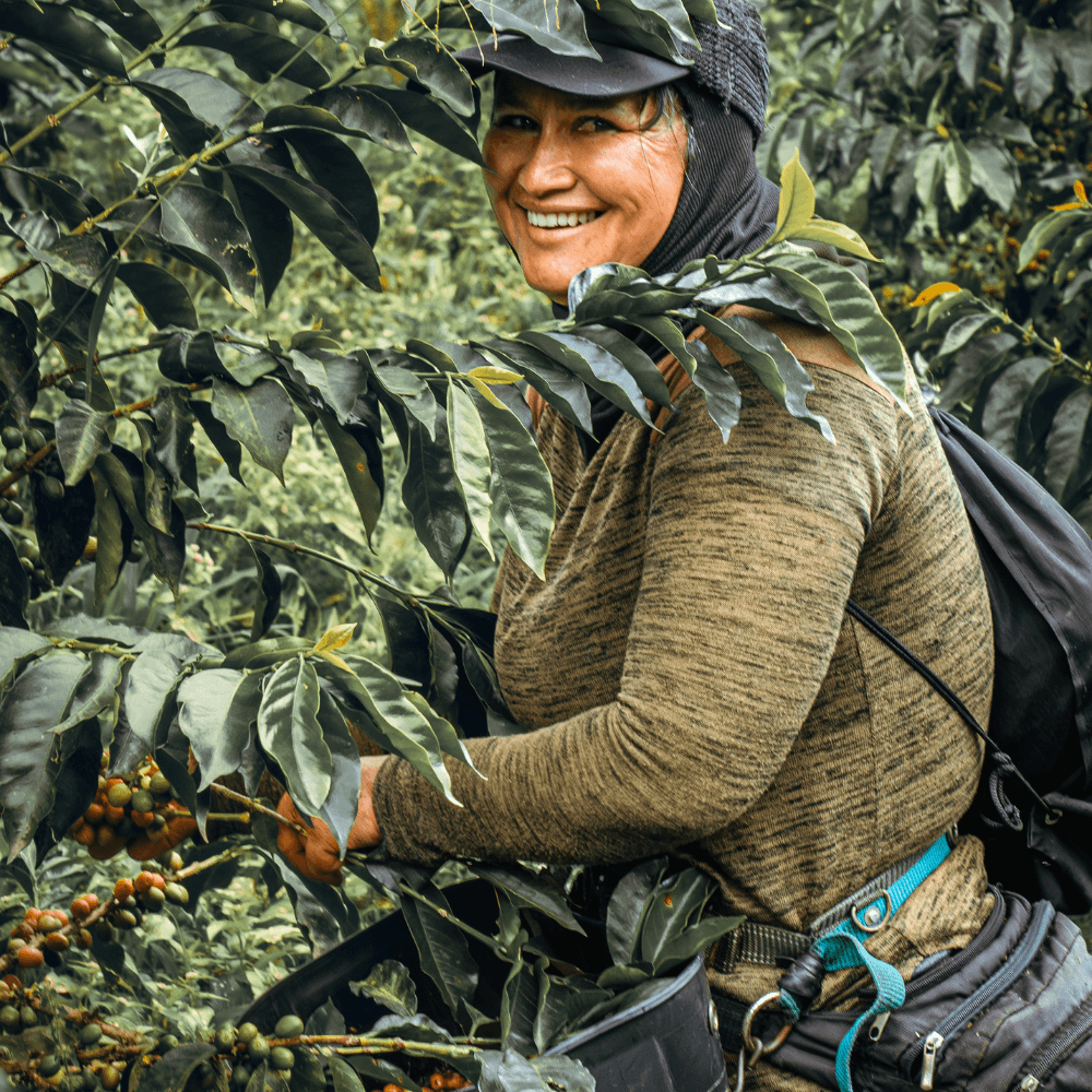 Image of Yellow Honey